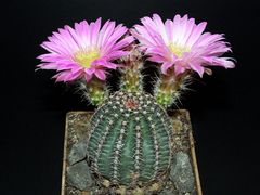 Echinocereus pulchellus ssp. pulchellus var. amoenus.jpg