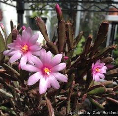 Hatiora rosea (Lagerh.) Barthlott 20092.jpg
