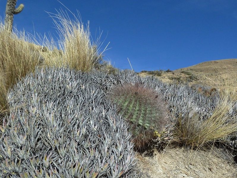 Файл:Echinopsis formosa ssp. randallii 3.JPG