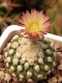 Eriosyce islayensis ssp. islayensis 21.jpg