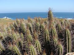 Eulychnia castanea 4.jpg