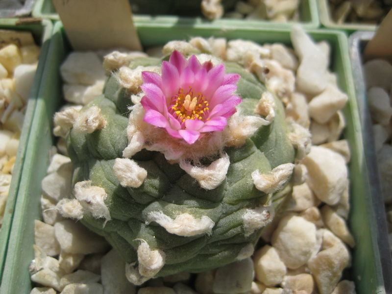 Файл:Lophophora williamsii var.jourdaniana.jpg