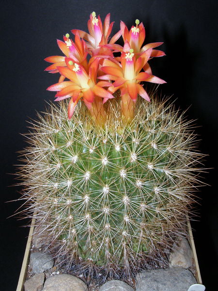 Файл:Matucana haynei ssp. myriacantha 4.JPG
