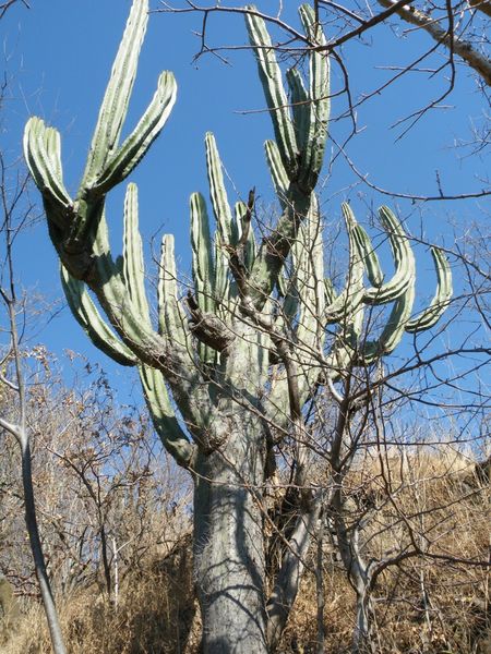 Файл:Stenocereus queretaroensis 2.jpg