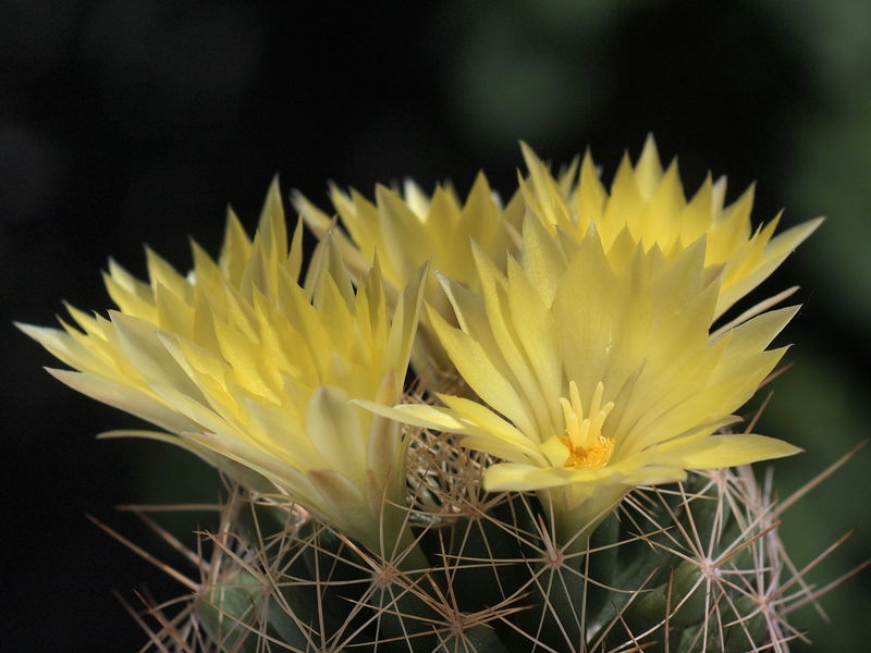 Файл:Mammillaria longimamma 02.jpg