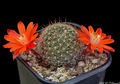 Rebutia deminuta ssp. kupperiana 4.jpg