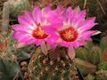 Thelocactus bicolor ssp. schwarzii 1.jpg