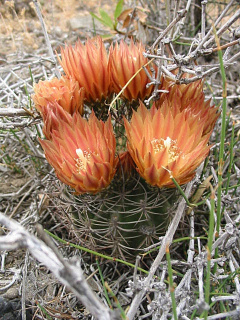 Eriosyce curvispina ssp. curvispina 3.jpg