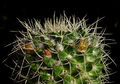 Mammillaria karwinskiana ssp. karwinskiana 9.jpg