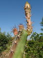 Peniocereus cuixmalensis 3.jpeg