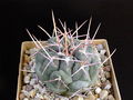 Thelocactus hexaedrophorus ssp. hexaedrophorus SB 1075.JPG