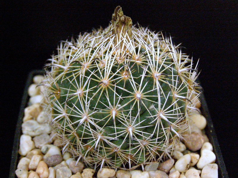 Файл:Coryphantha compacta SB 1955.JPG
