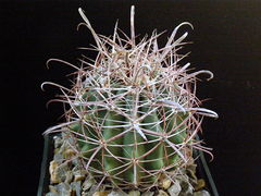 Ferocactus wislizeni.JPG