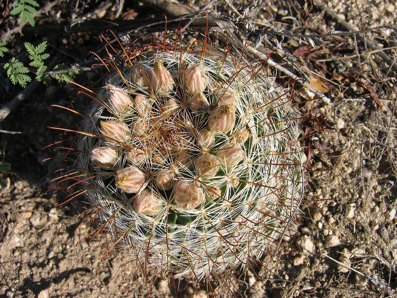 Файл:Mammillaria barbata 1.jpg