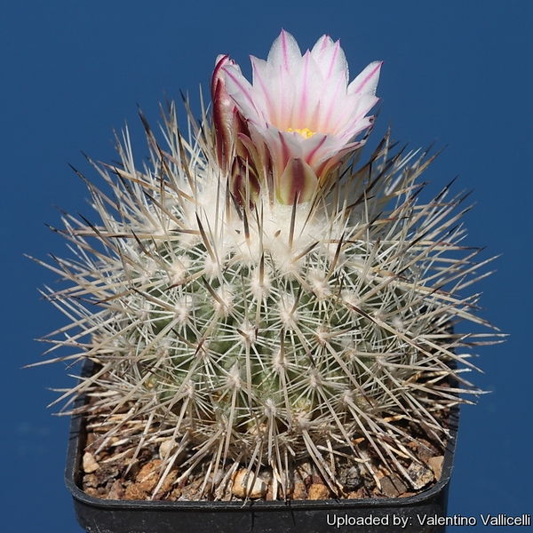 Файл:Turbinicarpus mandrogora 17719.jpg