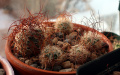 Mammillaria huitzilopochtli ssp. niduliformis 5.JPG