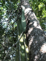 Pachycereus gaumeri 3.jpg