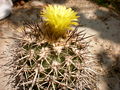 Eriosyce islayensis ssp. islayensis 4.jpg