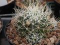 Mammillaria decipiens ssp. albescens 1.jpg