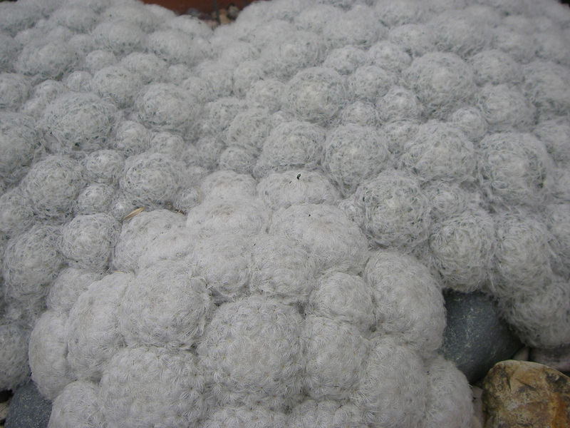 Файл:Mammillaria plumosa b.jpg
