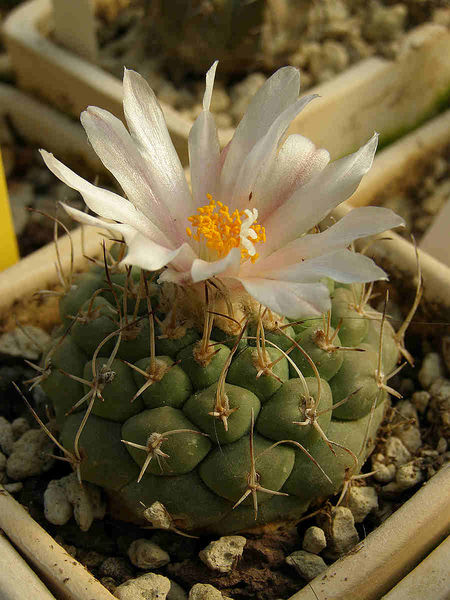 Файл:Turbinicarpus lophophoroides 3.jpg