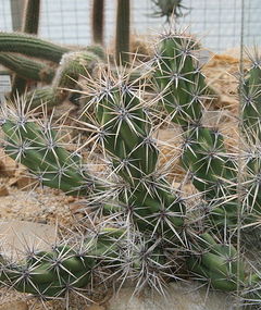 Corynopuntia invicta 2.jpg