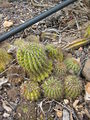 Echinopsis oxygona 5.jpg