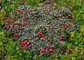 Escobaria missouriensis ssp. missouriensis 6.jpg