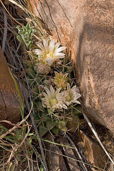 Файл:Mammillaria heyderi meiacantha 01.jpg