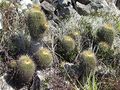 Parodia schumanniana ssp. schumanniana 2.jpg