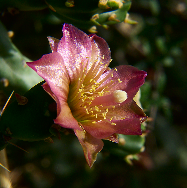 Файл:CylindrOpuntia kleiniae 2.png