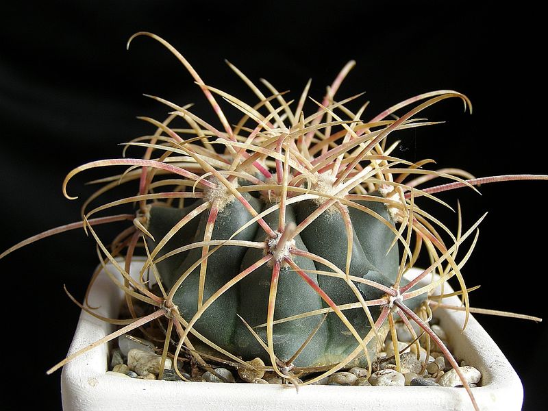 Файл:Ferocactus cylindraceus ssp. tortulispinus 3.jpg