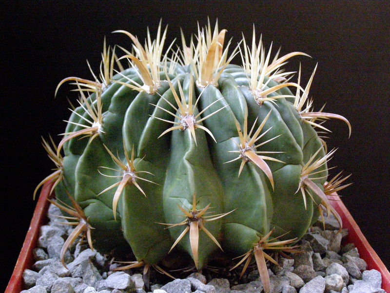 Файл:Ferocactus latispinus ssp. latispinus 4.JPG