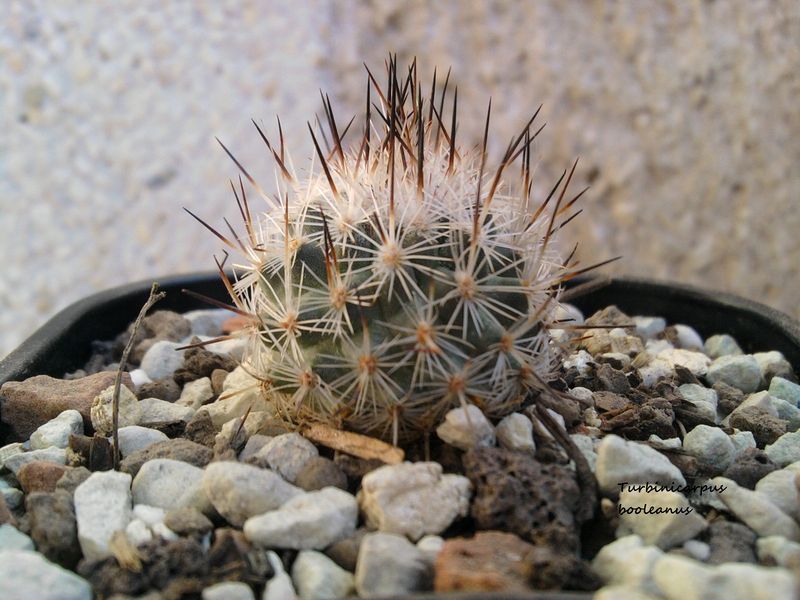 Файл:Turbinicarpus subterraneus ssp. booleanus 1.jpg