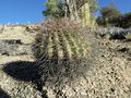 Echinopsis formosa ssp. randallii 2.JPG