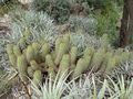 Echinopsis huascha ssp. huascha 4.JPG