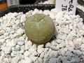 Lophophora diffusa JB 58.jpg