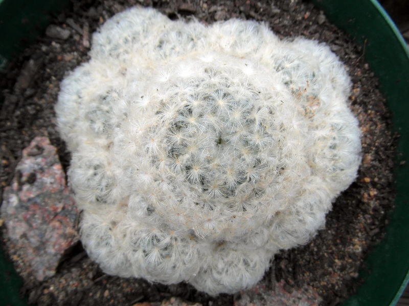 Файл:Mammillaria plumosa 7.jpg