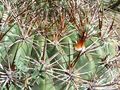 Echinopsis formosa ssp. kieslingii 4.JPG