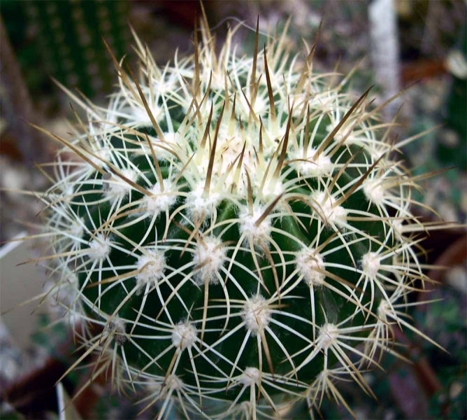 Файл:Melocactus dawsonii.jpg