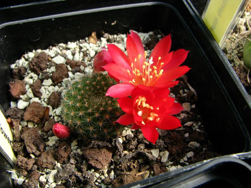 Файл:Rebutia muscula red flower.jpg