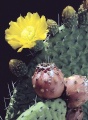 Tacinga saxatilis.jpg