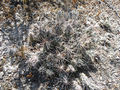 Corynopuntia grahami 1.jpg