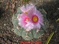 Echinocactus horizonthalonius 4.jpg