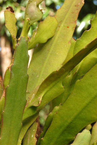 Файл:Epiphyllum lepidocarpum 3.jpg