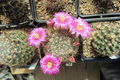 Mammillaria longiflora ssp. longiflora-Exotica.jpg