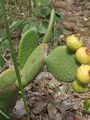 Tacinga inamoena ssp. inamoena 2.JPG
