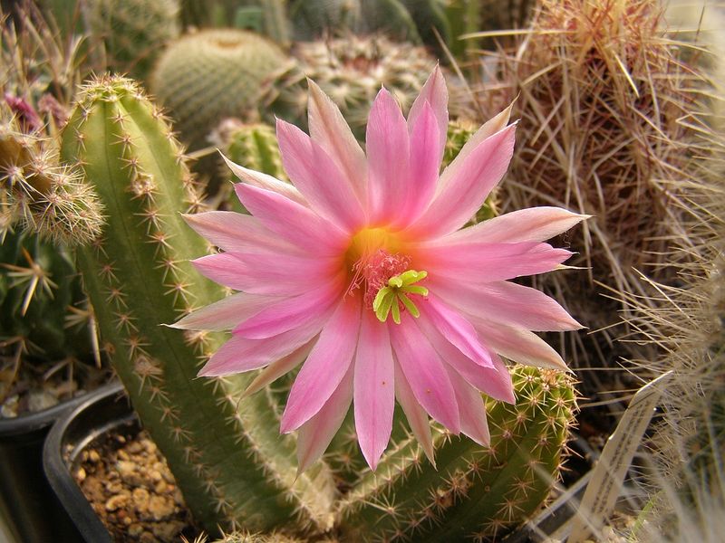 Файл:Echinocereus scheerii.jpg