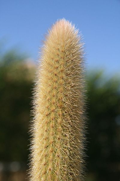 Файл:Arthrocereus melanurus (K.Schum.) Diers, P.J.Braun & Esteves.jpg