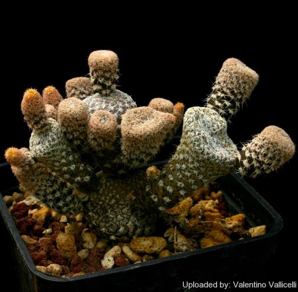 Файл:Maihueniopsis clavarioides 1068.jpg